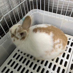 うさぎ − 東京都