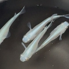  ④🌟1匹100円🌟幹之めだか鉄仮面🌈フルボディ成魚