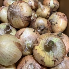 大きめ新玉ねぎ　約6.5kg以上 塩玉ねぎ