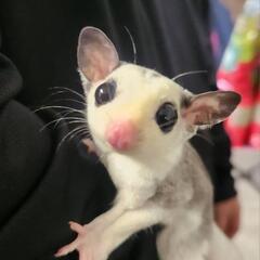 モモンガモザイク2