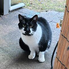 コケティッシュな大人猫 里親募集中 - 羽咋郡