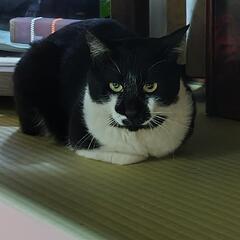 コケティッシュな大人猫 里親募集中
