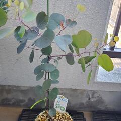 ユーカリポポラス