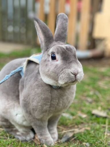 出張ふれあい動物園