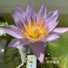 🌸睡蓮（キーラルゴ ）1ポット¥400〜②
