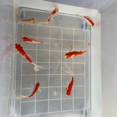 ⭐️取引先決定しました⭐️ 金魚8匹の画像
