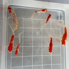 ⭐️取引先決定しました⭐️ 金魚8匹の画像