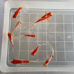⭐️取引先決定しました⭐️ 金魚8匹