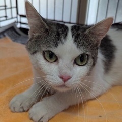 🌼４月２０日(日)🌼すみれペットクリニック様にて『 立川地域猫の...
