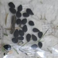 ニゲラ　種　20粒