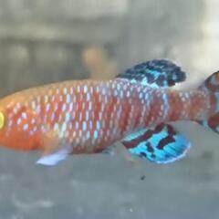 メダカ元気 メダカのための飼育鉢 黒 370 | ジェックス株式会社