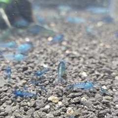 ベルベットブルーシュリンプ　の画像