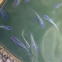 ②ラメメダカ（サファイア）成魚5匹の画像
