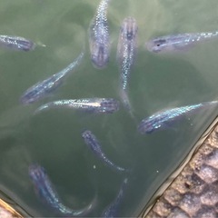 ②ラメメダカ（サファイア）成魚5匹の画像