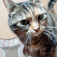 人慣れしている猫ちゃんの里親募集します。