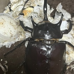 マルスゾウカブトムシ　オス単品