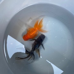 金魚（赤、黒
）