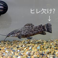 熱帯魚　ヨロイナマズ