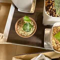 アグラオネマ ピクタム トリカラーの画像