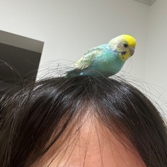 セキセイインコ − 香川県