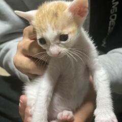 家族が決まりました🍀多頭飼育レスキュー!!!!生後約４週の兄弟です