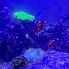 海水魚関係お引取り致します🙇‍♂️