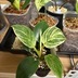 ランキングキーワードに紐づく投稿画像-観葉植物