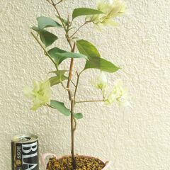 斑入りブーゲンビリア