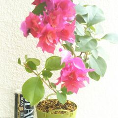 ブーゲンビリア赤