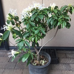 セイシカ５０センチ