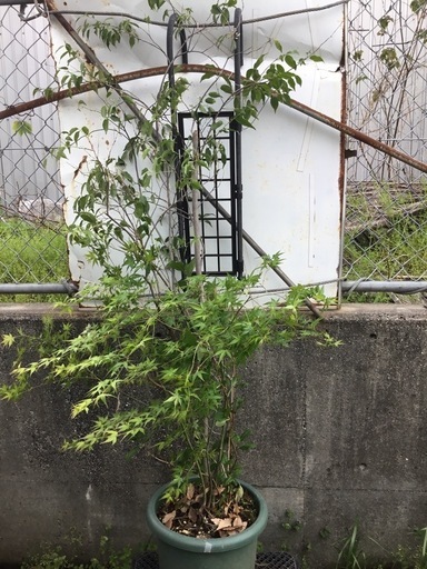 寄せ植え　ハイノキ１５０センチ　モミジ    アジサイ