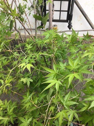 寄せ植えハイノキ150センチモミジ アジサイ (River Ston) 熊本の