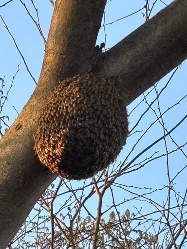日本蜜蜂　ニホンミツバチ　分封群