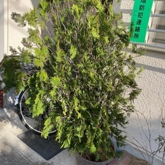 樹木　ヒバ　鉢植え含めて170センチ強の画像