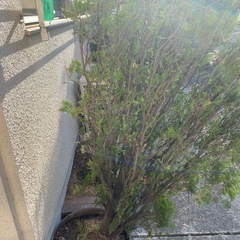 樹木　ヒバ　鉢植え含めて170センチ強の画像