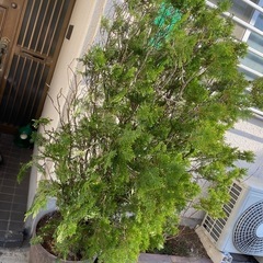 樹木　ヒバ　鉢植え含めて170センチ強