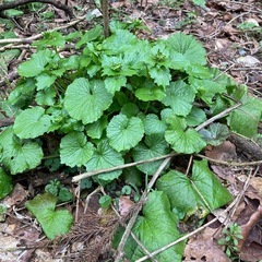 今が旬の山菜　天然葉わさび