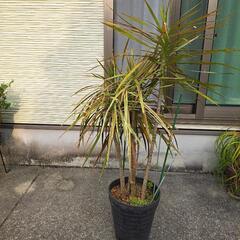 観葉植物ドラセナ