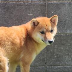 ミックス犬　 - 里親募集