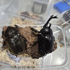 国産カブトムシ黒ペア