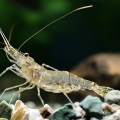 野生のエビか、メダカを売ってください