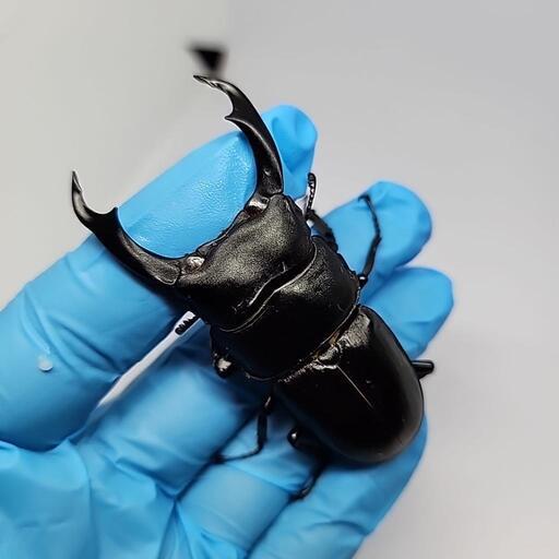 国産オオクワガタ（久留米産）65mmペア【新成虫】 | 国産