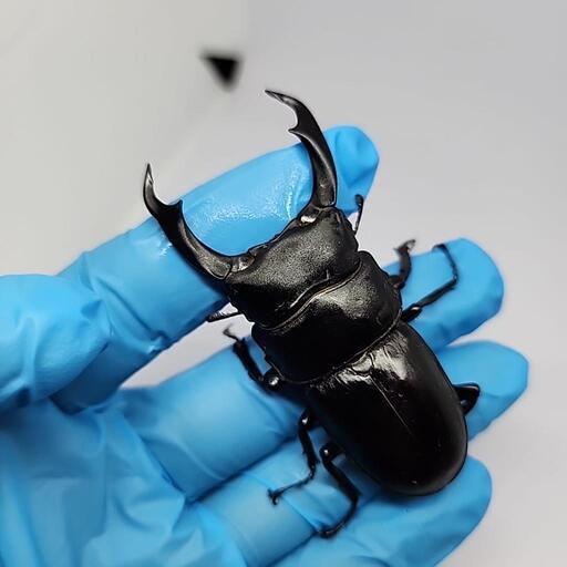 国産オオクワガタ（久留米産）53mmペア【新成虫】 | 国産