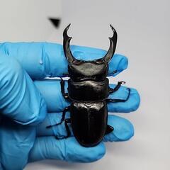 シェンクリングオオクワガタ♂️73mm♀️フリーサイズペアの画像