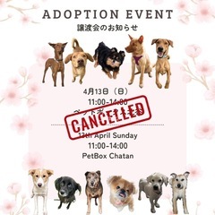 ‼️中止⚠️  犬の譲渡会