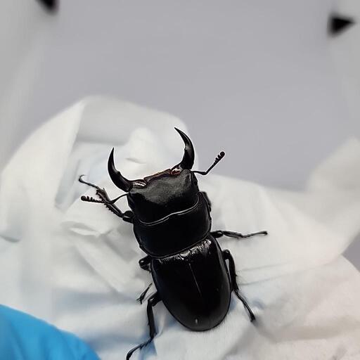 ミニサイズシェンクリングオオクワガタ♂️単品 (ゆう) 久留米の