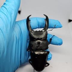 テイオウヒラタクワガタ♂️99mm♀️フリーサイズペアの画像