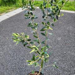 オリーブ　品種不明の画像