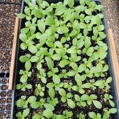 【6月末まで募集します】野菜の苗 (ｴﾝﾄﾞｳ、ｽﾅｯﾌﾟｴﾝﾄ...