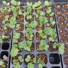【2025年春の募集です】野菜の苗 (白菜、ｷｬﾍﾞﾂ、ﾌﾞﾛｯ...